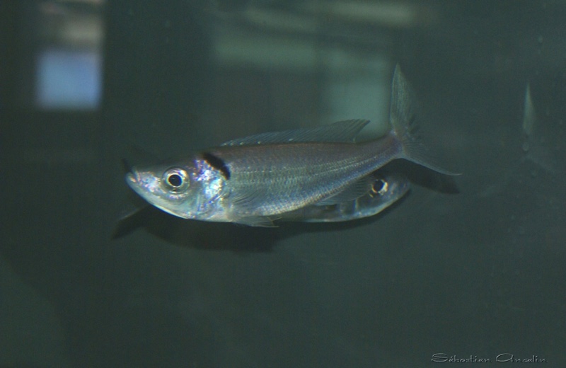 Benthochromis melanoides